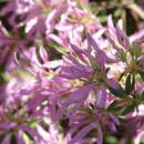 Rhododendron macrosepalum Maxim. resmi