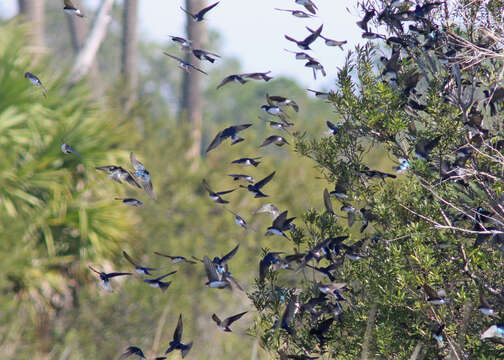 Image of Tachycineta Swallows