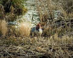 Image of teal, common teal