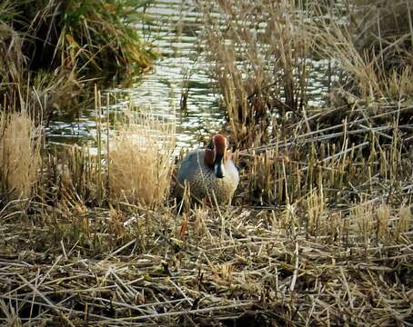 Image of teal, common teal