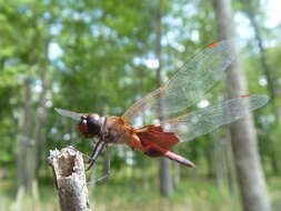 Tramea carolina (Linnaeus 1763) resmi