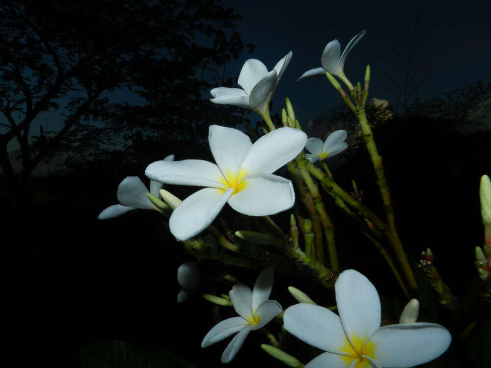 Image de Plumeria rubra L.