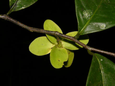 Image of Mosannona costaricensis (R. E. Fr.) Chatrou