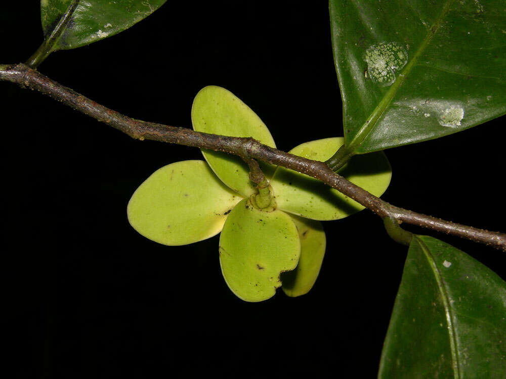 Plancia ëd Mosannona costaricensis (R. E. Fr.) Chatrou