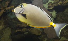 Image of Barcheek Unicornfish