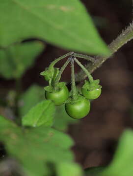 Solanum decipiens Opiz的圖片