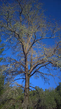 Image of valley oak