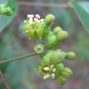 Sivun Polyscias sambucifolia (Sieber ex DC.) Harms kuva