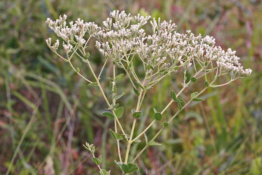 Eupatorium rotundifolium L. resmi