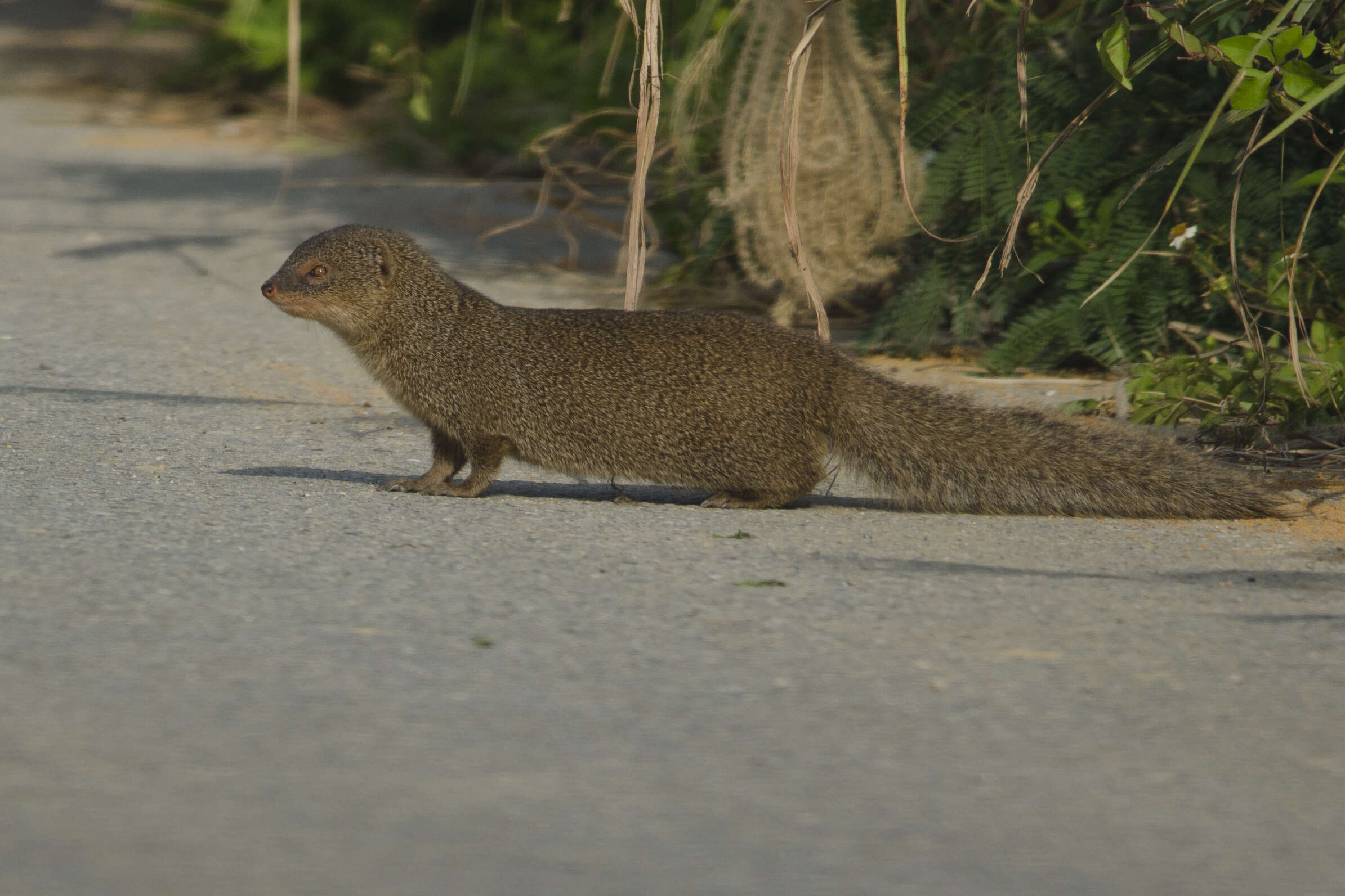 Image of Common Mongooses