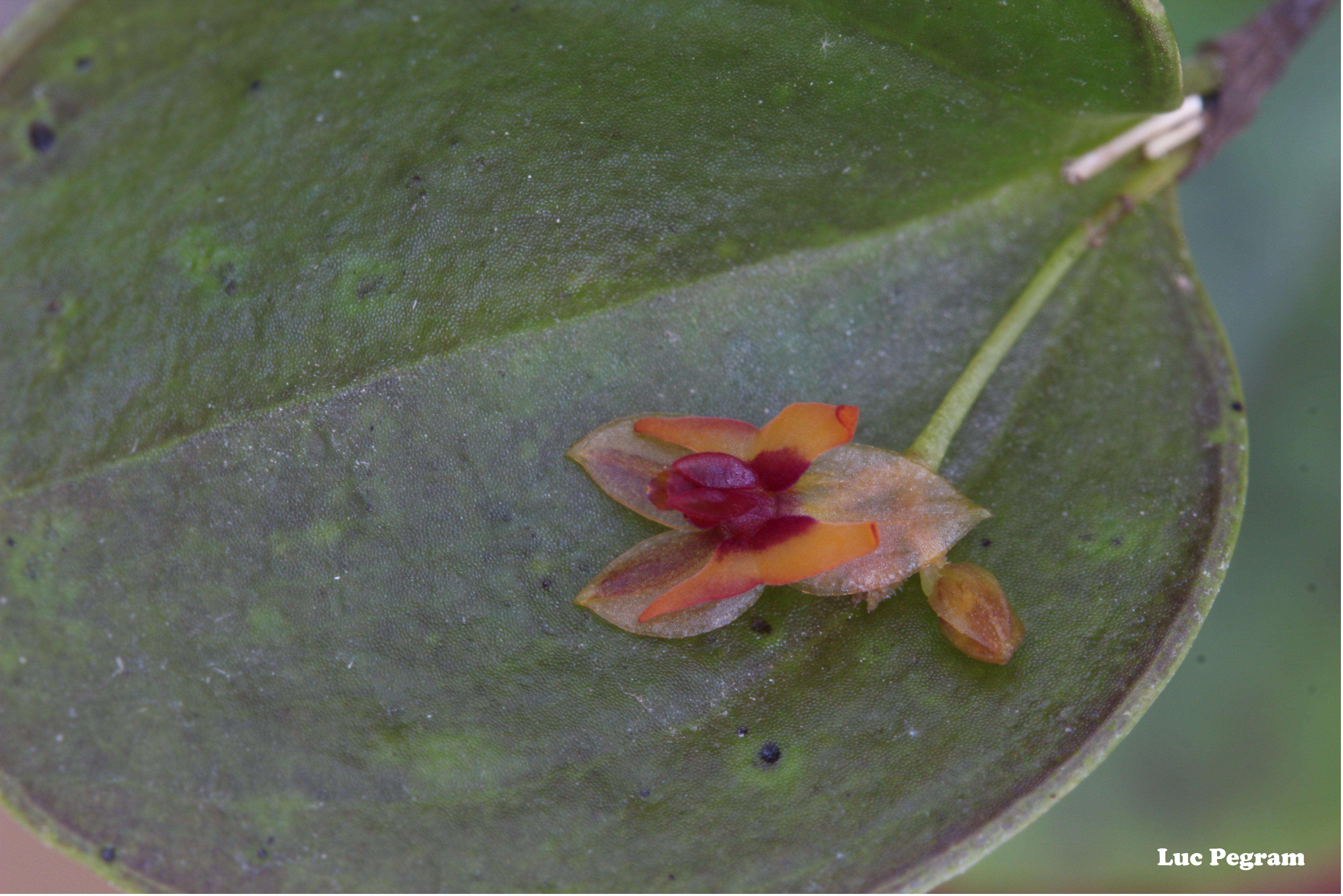 Image of Lepanthes turialvae Rchb. fil.