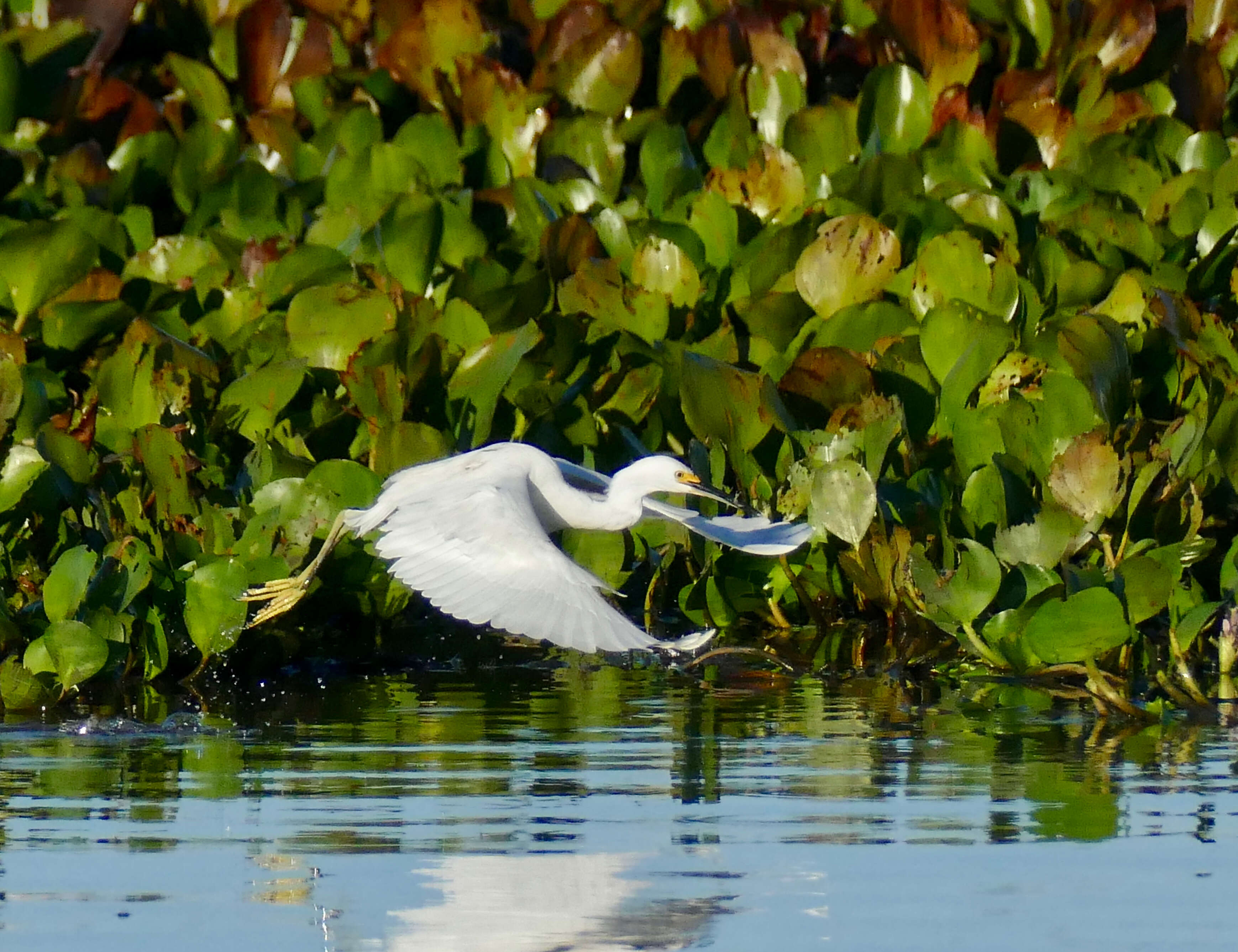 Image of Egretta Forster & T 1817