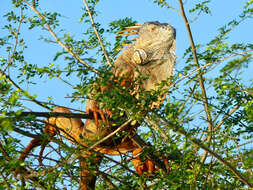 Image of Green Iguana