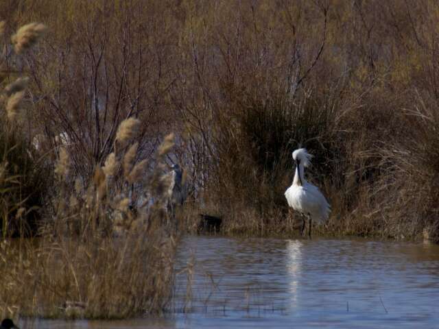 Image of spoonbill, eurasian spoonbill