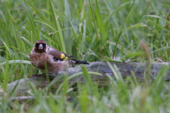 Imagem de Carduelis carduelis parva Tschusi 1901