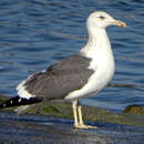 صورة Larus fuscus barabensis Johansen & HC 1960