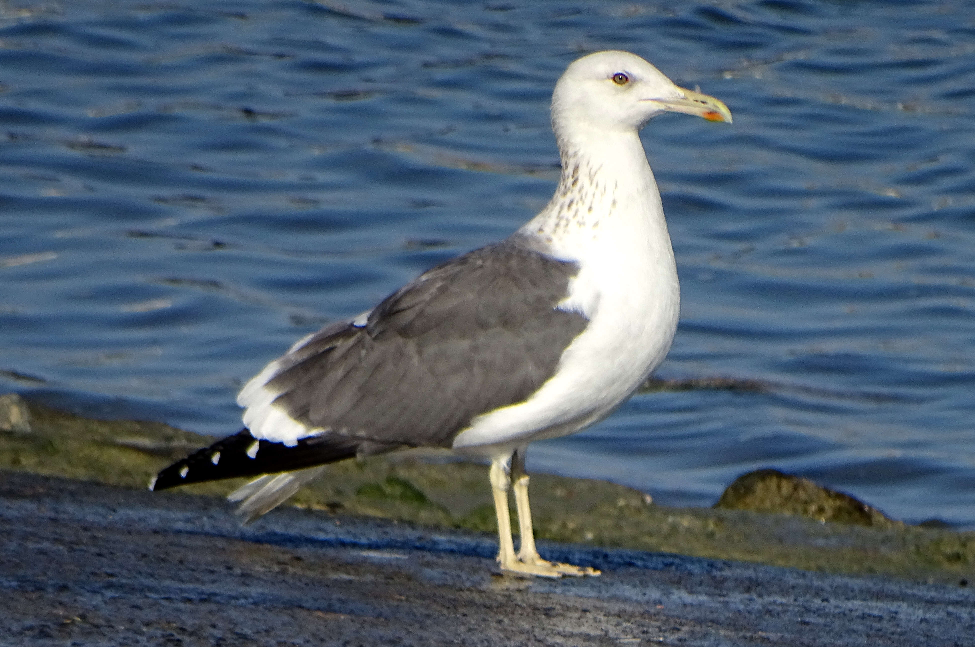 Image of Larus fuscus barabensis Johansen & HC 1960