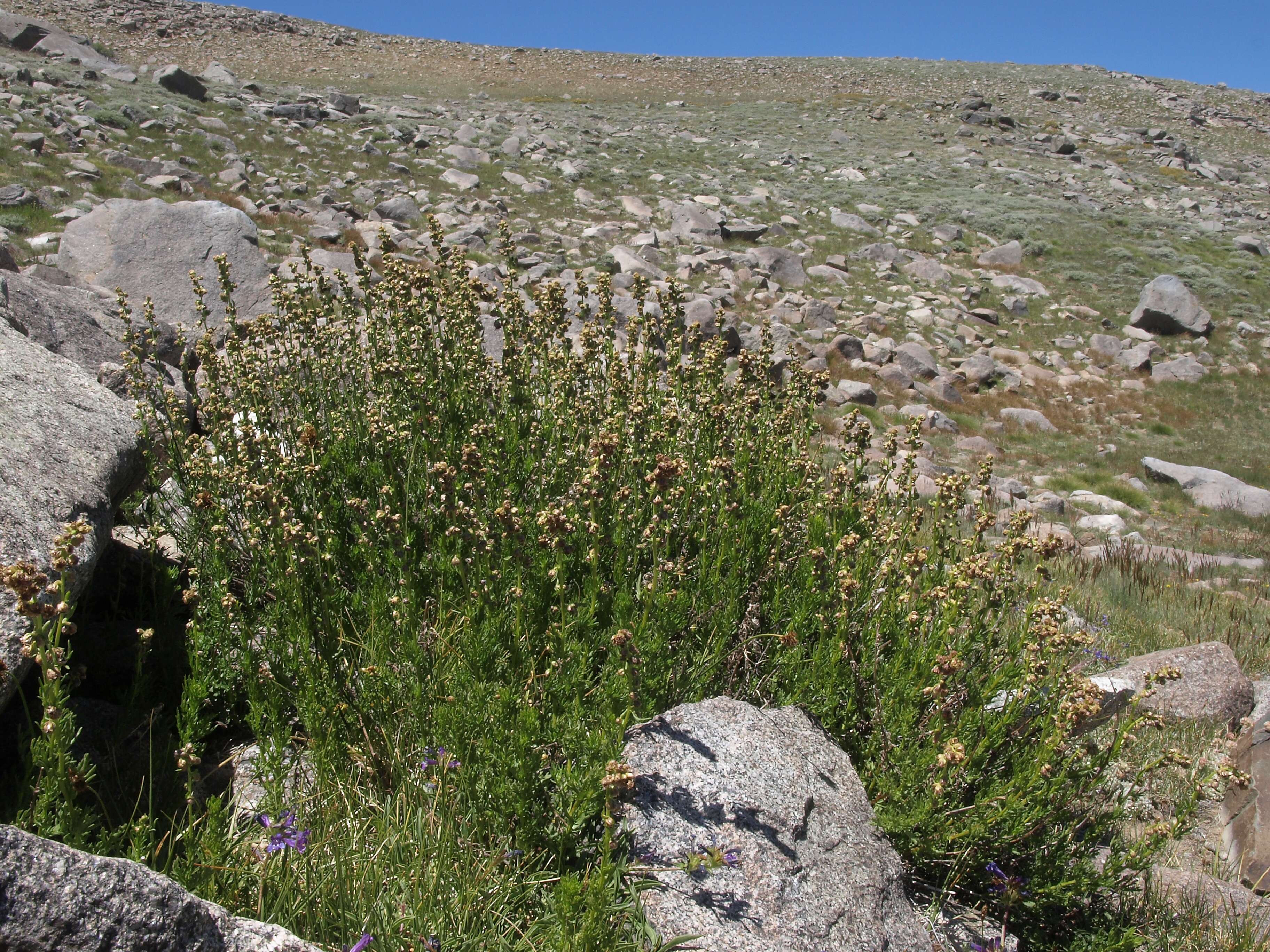 Image of Michaux's wormwood