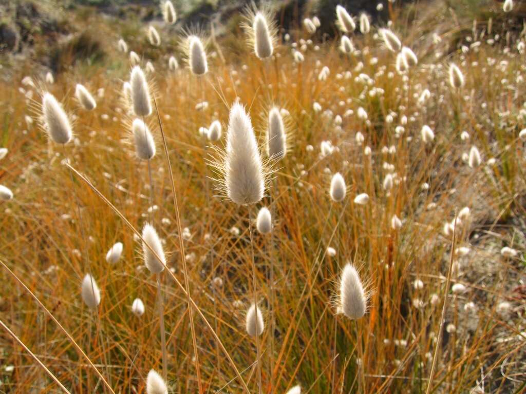 Image of harestail grass