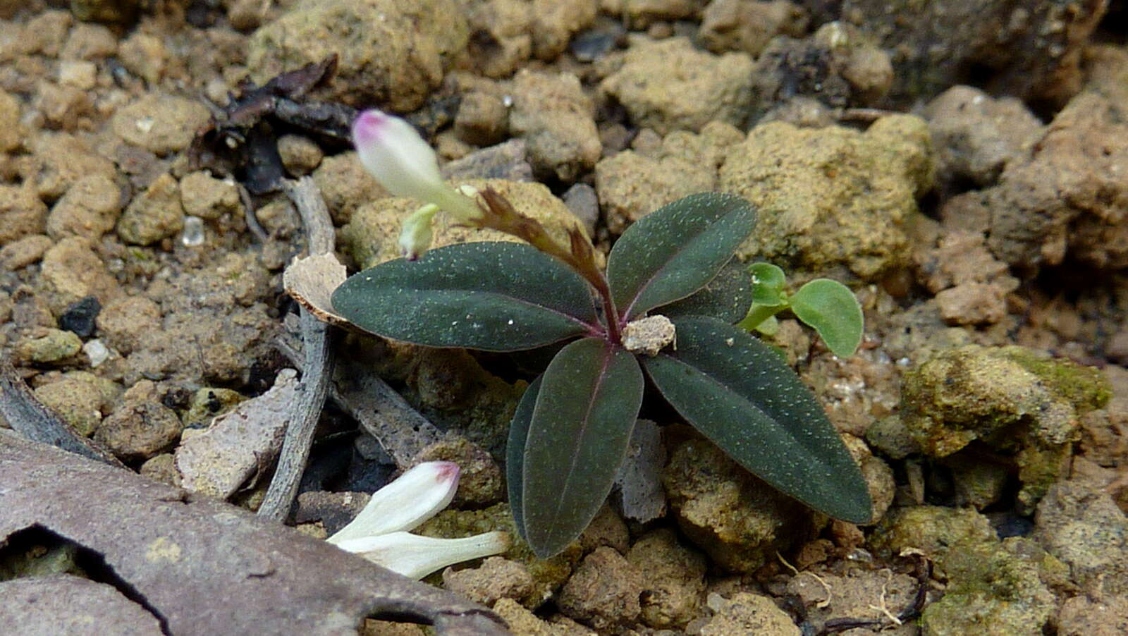 Plancia ëd Spigelia genuflexa Popovkin & Struwe