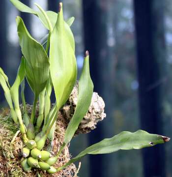 Image of Hay-scented orchid