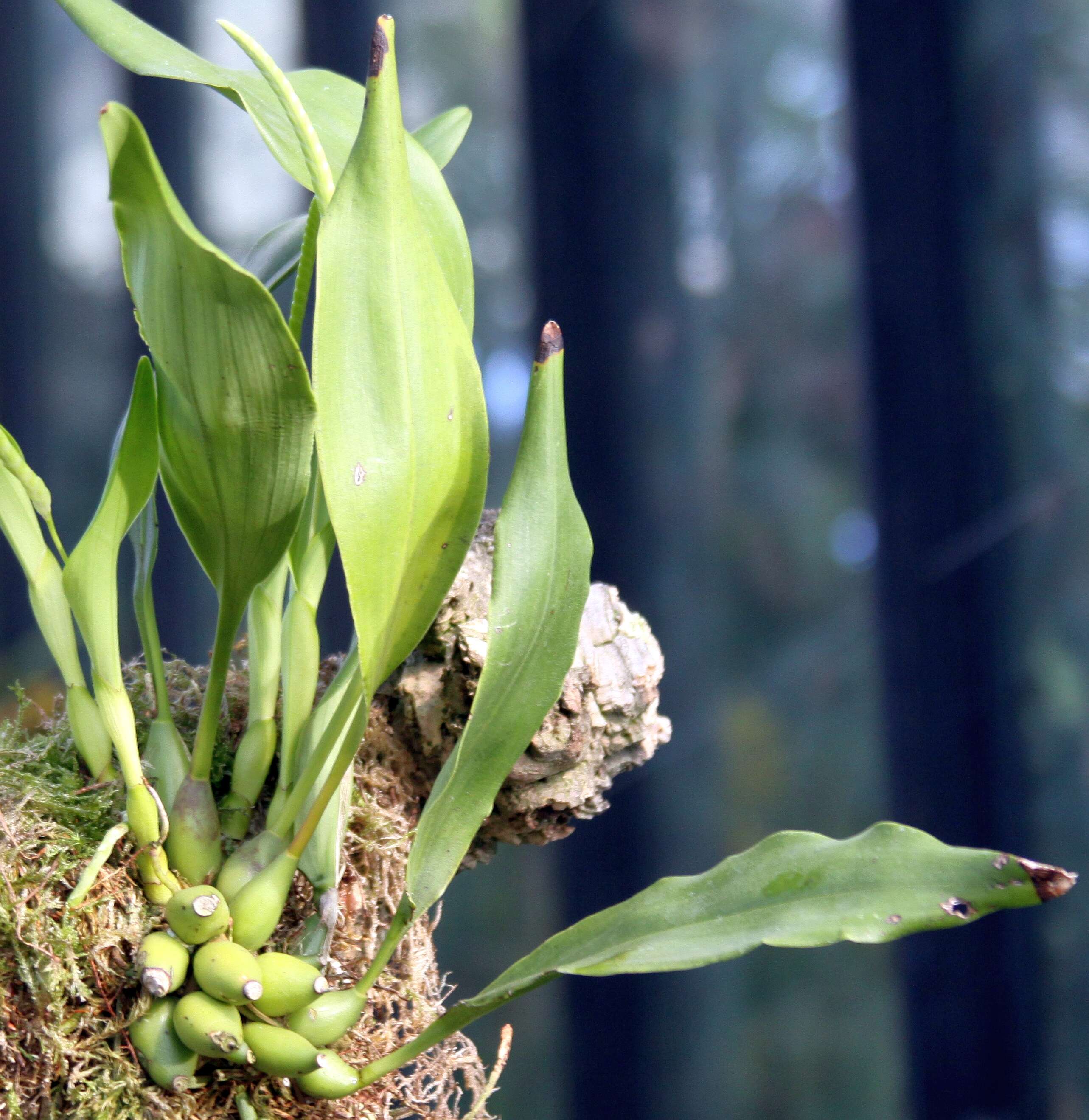 Image of Dendrochilum