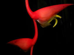 Image of Heliconia trichocarpa G. S. Daniels & F. G. Stiles