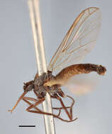 Image of Empis