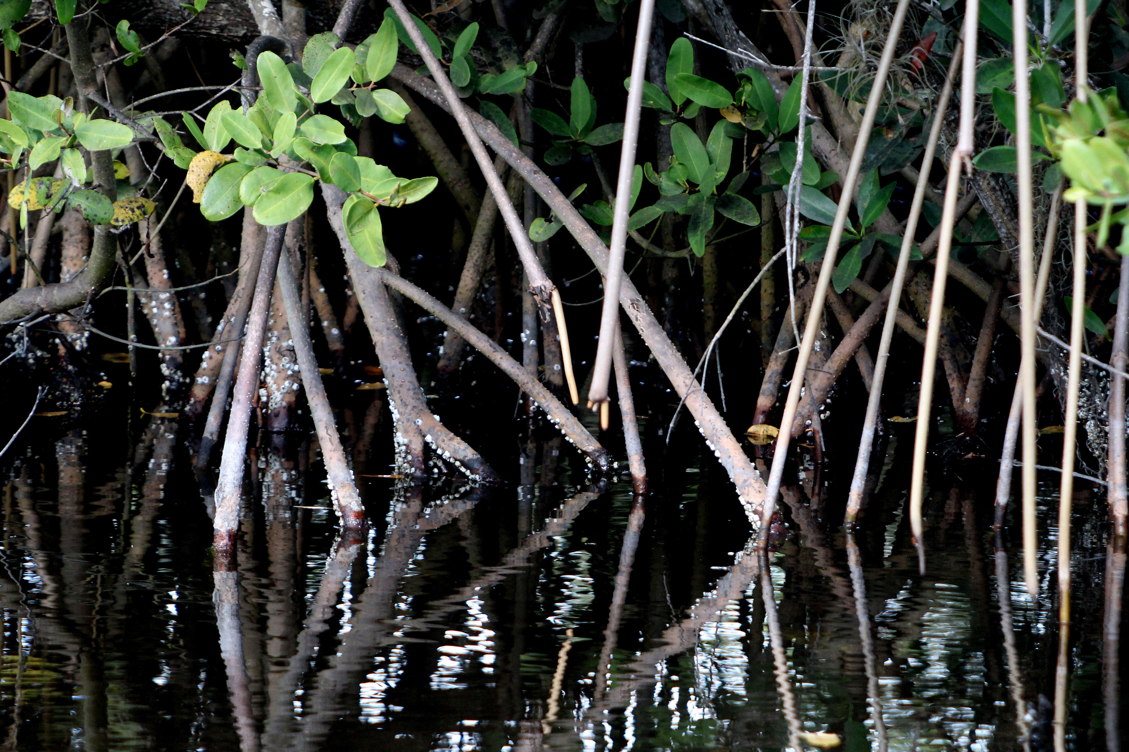 Image of red mangrove