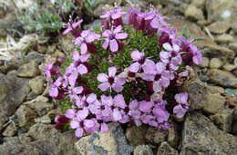 Image of moss campion