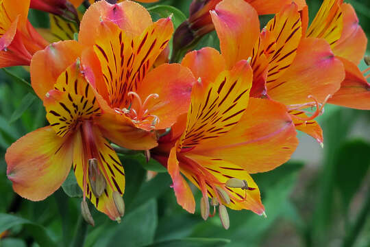 Image of lily of the Incas