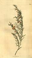 Sivun Bossiaea linophylla R. Br. kuva