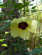 Image of Hibiscus taiwanensis S. Y. Hu