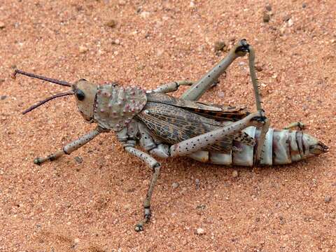 صورة Phymateus (Maphyteus) baccatus Stål 1876