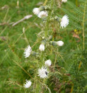 Image of Marsh Thistle