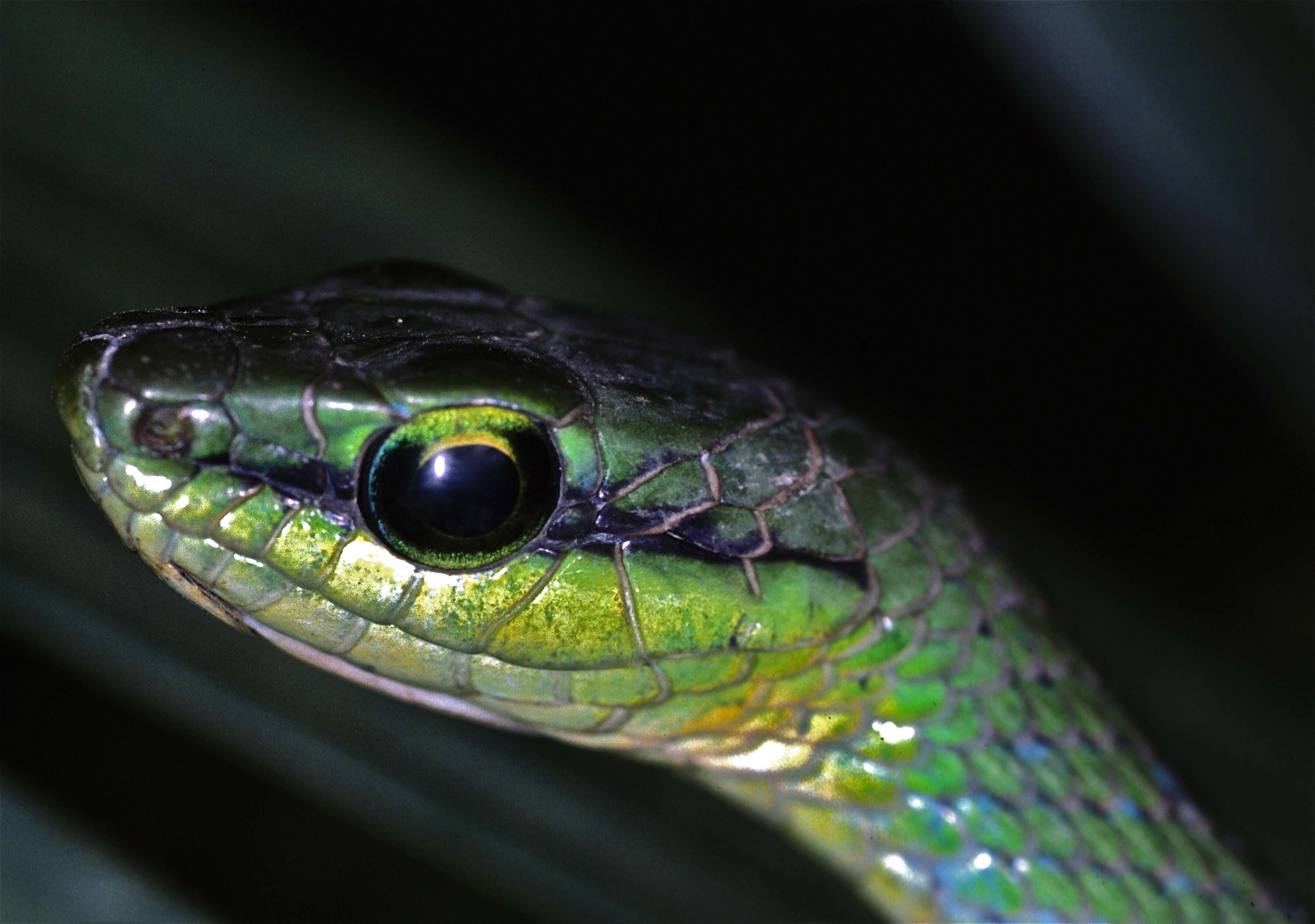 Hapsidophrys Fischer 1856 resmi