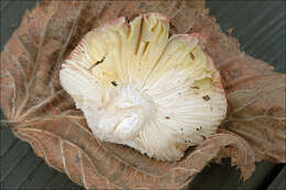 Sivun Russula silvestris (Singer) Reumaux 1996 kuva