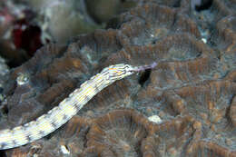 Image of Network pipefish