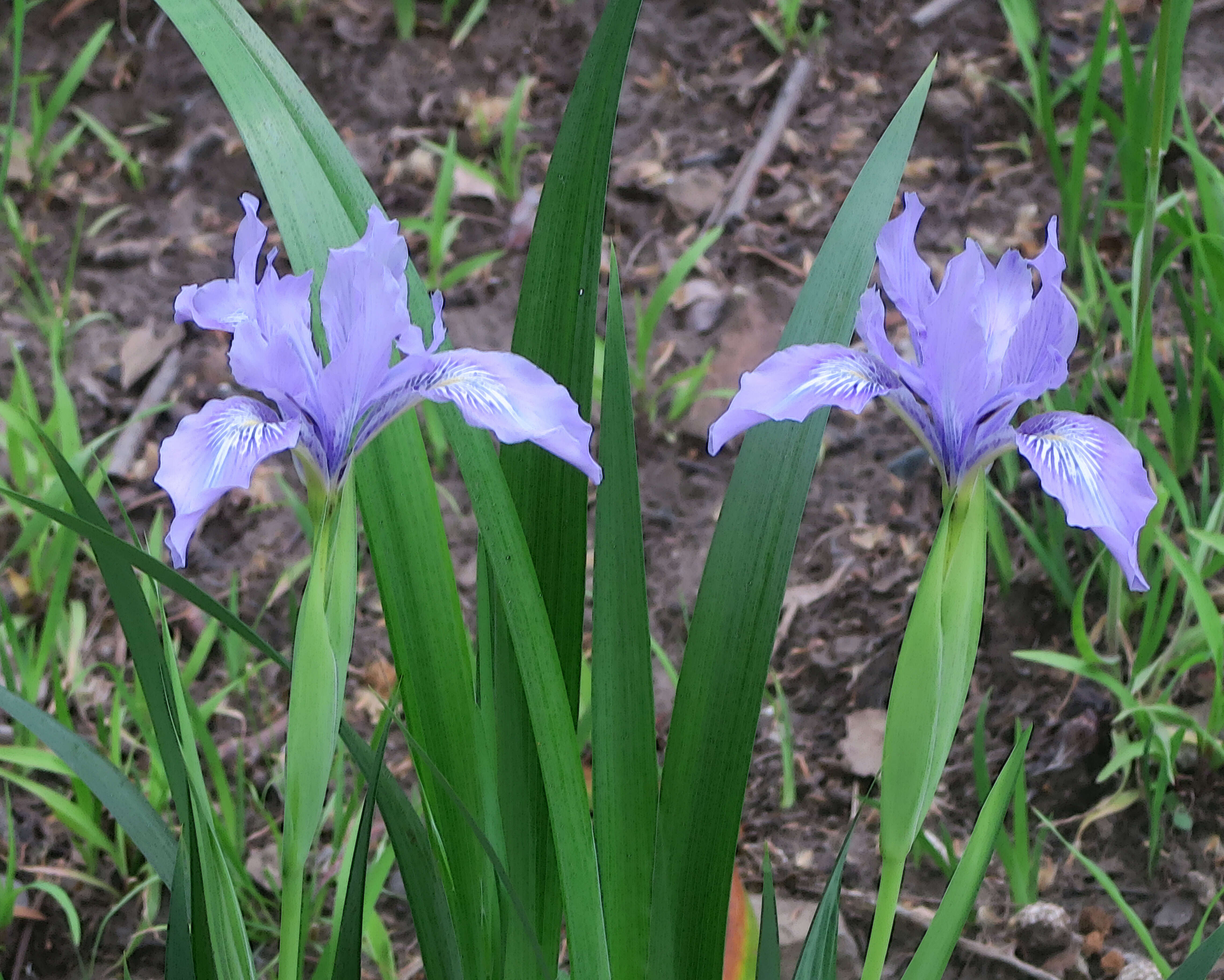 Image of Douglas iris