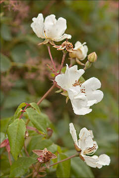 Image of evergreen rose