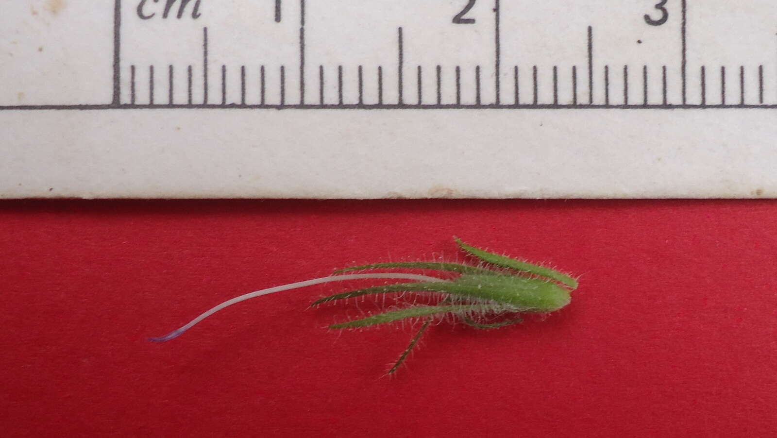 Image of Ruellia paniculata L.