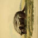 Ictonyx striatus (Perry 1810) resmi
