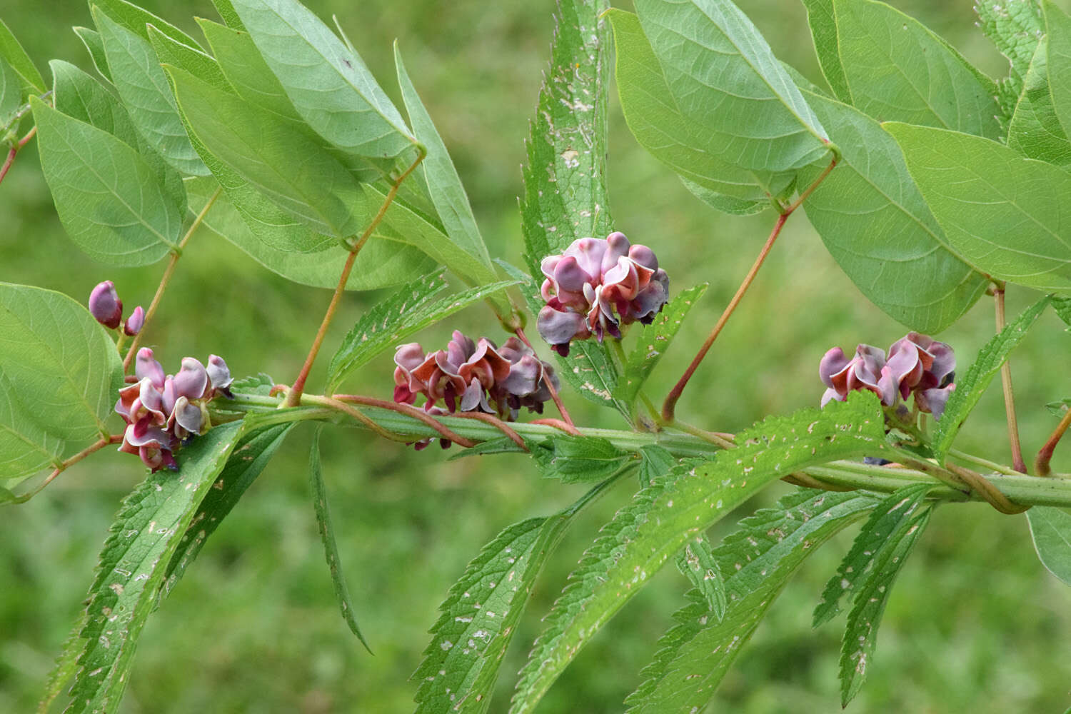 Image of groundnut