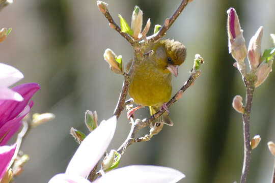 Chloris Cuvier 1800 resmi