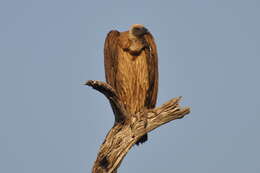 Image of White-backed Vulture