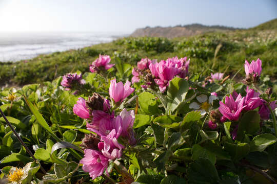 Image of dwarf checkerbloom