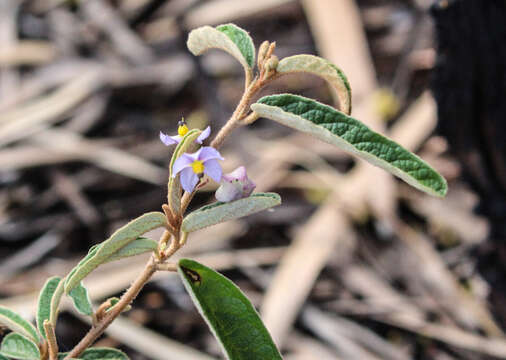 Image of Seringia lanceolata Steetz