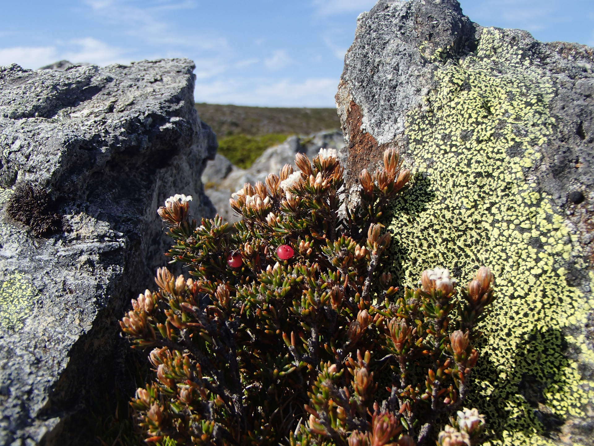 Image of Androstoma verticillata (Hook. fil.) Quinn