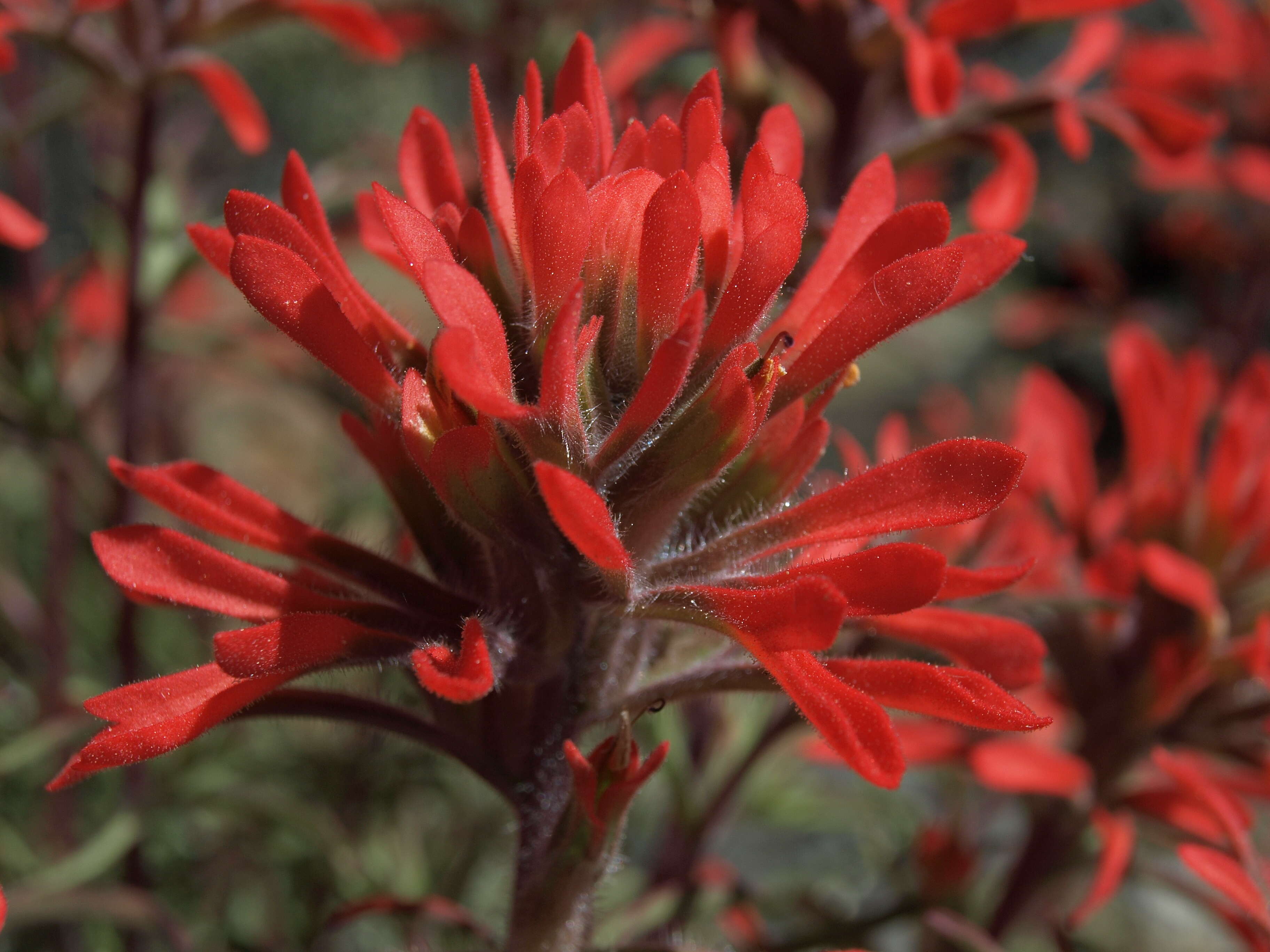 Image of northwestern Indian paintbrush