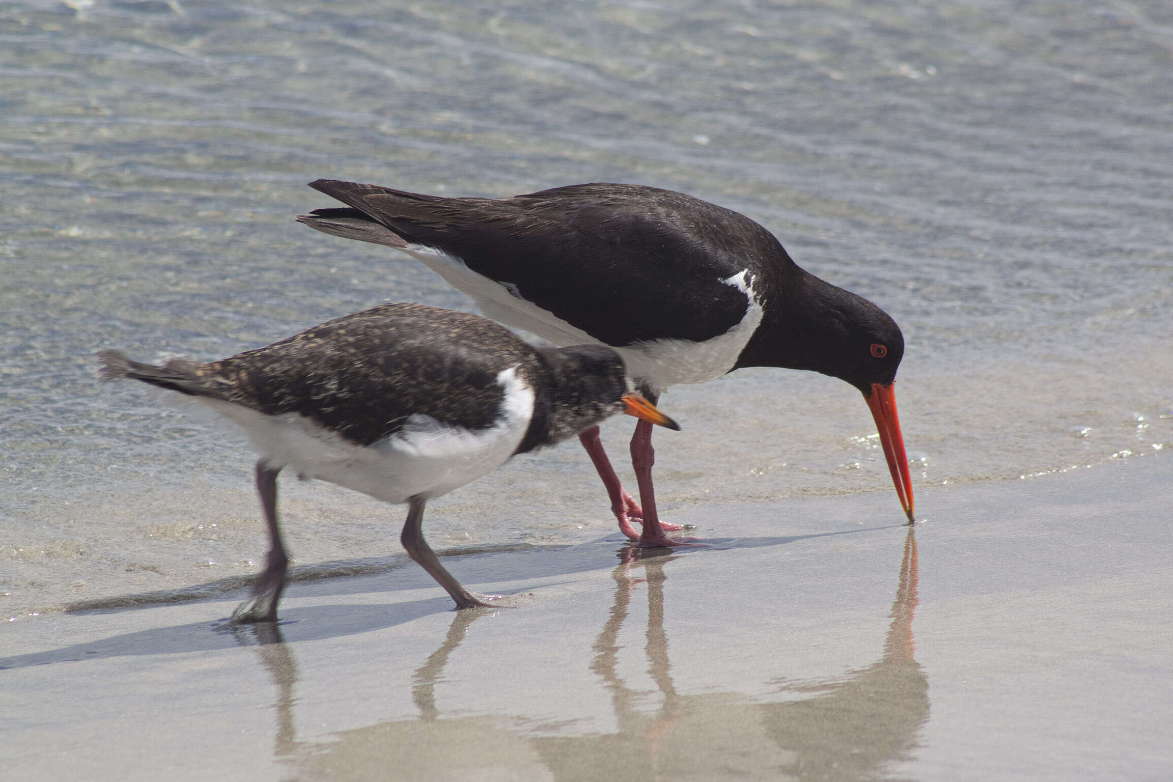 Image of Australian Pied Oystercatcher